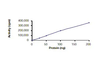 Functional Studies - Recombinant human TrkB protein (GST tag N-Terminus) (AB56652)