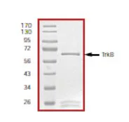 SDS-PAGE - Recombinant human TrkB protein (GST tag N-Terminus) (AB56652)