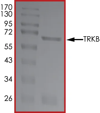 SDS-PAGE - Recombinant human TrkB protein (GST tag N-Terminus) (AB56652)