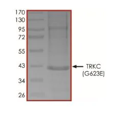SDS-PAGE - Recombinant human TrkC (mutated G623E) protein (Active) (AB269079)