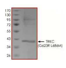 SDS-PAGE - Recombinant human TrkC (mutated G623R + L686M) protein (Active) (AB269080)