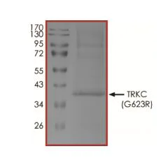 SDS-PAGE - Recombinant human TrkC (mutated G623R) protein (Active) (AB269081)
