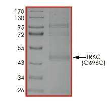 SDS-PAGE - Recombinant human TrkC (mutated G696C) protein (Active) (AB269083)