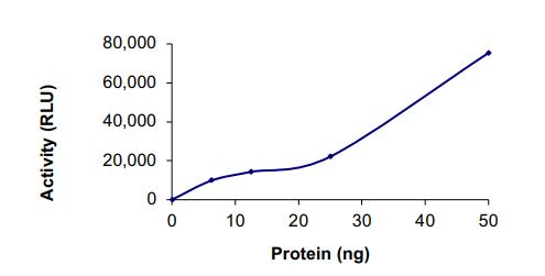 Recombinant human TrkC (mutated G696R) protein (Active)