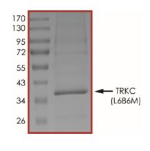 SDS-PAGE - Recombinant human TrkC (mutated L686M) protein (Active) (AB269084), expandable thumbnail