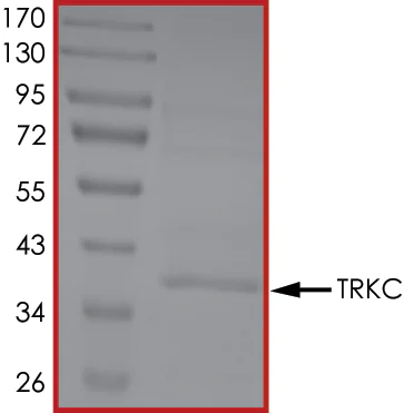 SDS-PAGE - Recombinant human TrkC protein (AB85274)