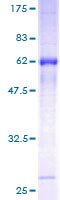 Recombinant Human TROP2 protein
