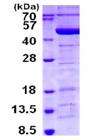 SDS-PAGE - Recombinant Human Tropomodulin 3 protein (His tag N-Terminus) (AB130027)