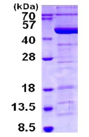 SDS-PAGE - Recombinant Human Tropomodulin 3 protein (His tag N-Terminus) (AB130027)