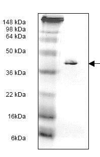 SDS-PAGE - Recombinant Human Tropomyosin protein (AB119162), expandable thumbnail