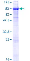 SDS-PAGE - Recombinant Human TRP1 protein (GST tag N-Terminus) (AB132102)