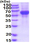 SDS-PAGE - Recombinant Human TRP1 protein (His tag) (AB219285)