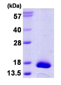 SDS-PAGE - Recombinant Human TRP14 protein (AB124598)