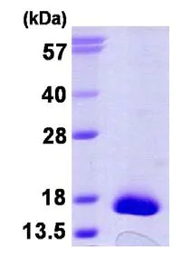SDS-PAGE - Recombinant Human TRP14 protein (His tag N-Terminus) (AB124598)