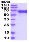 SDS-PAGE - Recombinant Human TRP2/DCT protein (His tag) (AB222949)