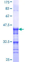 SDS-PAGE - Recombinant Human TRPV1 protein (GST tag N-Terminus) (AB159807)