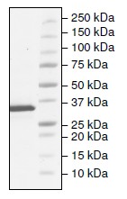 SDS-PAGE - Recombinant human Tryptophan Hydroxylase/TPH protein (Active) (AB206448), expandable thumbnail