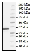 SDS-PAGE - Recombinant human Tryptophan Hydroxylase/TPH protein (Active) (AB206448)