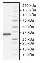 SDS-PAGE - Recombinant human Tryptophan Hydroxylase/TPH protein (Active) (His tag N-Terminus) (AB206448)