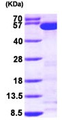 SDS-PAGE - Recombinant Human Tryptophanyl tRNA synthetase/WRS protein (His tag N-Terminus) (AB99263)