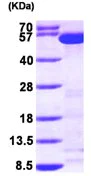 SDS-PAGE - Recombinant Human Tryptophanyl tRNA synthetase/WRS protein (His tag N-Terminus) (AB99263)