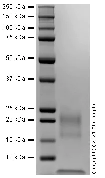 SDS-PAGE - Recombinant Human TSLP protein (AB281822)