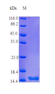 Recombinant human TSLP protein (Active)