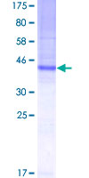 Recombinant Human Tspan-8 protein