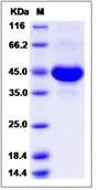 SDS-PAGE - Recombinant Human Tspan-8 protein (Fc Chimera) (AB276679)