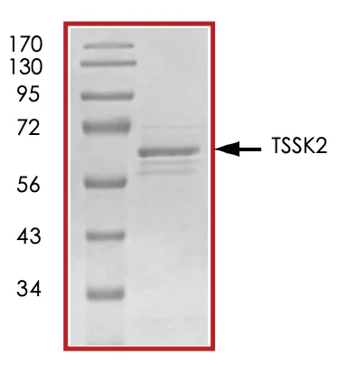 SDS-PAGE - Recombinant human TSSK2 protein (GST tag N-Terminus) (AB70075)