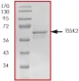 SDS-PAGE - Recombinant human TSSK2 protein (GST tag N-Terminus) (AB70075)