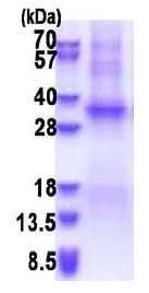 SDS-PAGE - Recombinant Human TSSK6 protein - BSA and Azide free (denatured) (His tag N-Terminus) (AB180300)