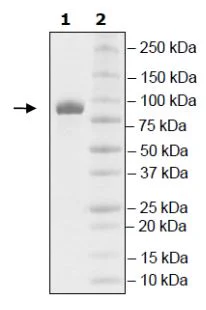 SDS-PAGE - Recombinant human TTBK1 protein (GST N-Terminus + His tag C-Terminus) (AB271775)