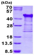 SDS-PAGE - Recombinant Human TTC1 protein (His tag N-Terminus) (AB130015)