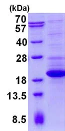 SDS-PAGE - Recombinant Human TTC32 protein (His tag N-Terminus) (AB134614)