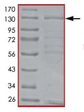 SDS-PAGE - Recombinant human TTK/Mps1 protein (AB89589)