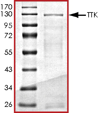 SDS-PAGE - Recombinant human TTK/Mps1 protein (AB89589)