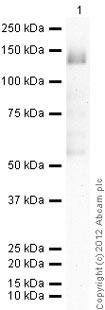 Recombinant human TTK/Mps1 protein