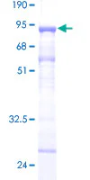 SDS-PAGE - Recombinant Human TUBA1B protein (GST tag N-Terminus) (AB160967)