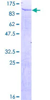 SDS-PAGE - Recombinant Human Tubby like protein 4 (GST tag N-Terminus) (AB163458)