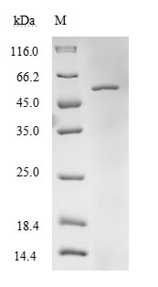 SDS-PAGE - Recombinant Human TUFM protein (His tag) (AB236184), expandable thumbnail