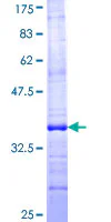 SDS-PAGE - Recombinant Human TUSC2/FUS1 protein (GST tag N-Terminus) (AB161417)
