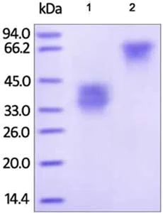 SDS-PAGE - Recombinant human TWEAKR/FN14 protein (Fc Chimera) (AB182702)