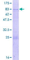 SDS-PAGE - Recombinant Human Twinkle protein (GST tag N-Terminus) (AB153425)