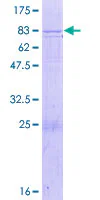 SDS-PAGE - Recombinant Human Twinkle protein (GST tag N-Terminus) (AB153425)