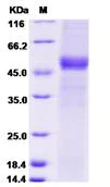 SDS-PAGE - Recombinant Human TXNDC/TMX protein (Fc Chimera) (AB276624)