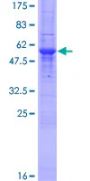 SDS-PAGE - Recombinant Human TXNDC/TMX protein (GST tag N-Terminus) (AB164331)