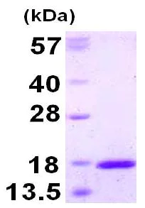 SDS-PAGE - Recombinant Human TXNL4A protein (AB126672)