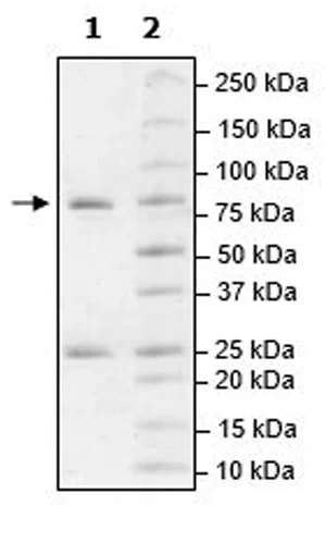 SDS-PAGE - Recombinant human TYRO3 protein (Active) (GST tag N-Terminus) (AB271778)