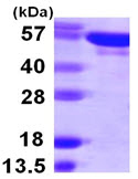 SDS-PAGE - Recombinant Human Tyrosyl tRNA synthetase/TyrRS protein (AB107141), expandable thumbnail